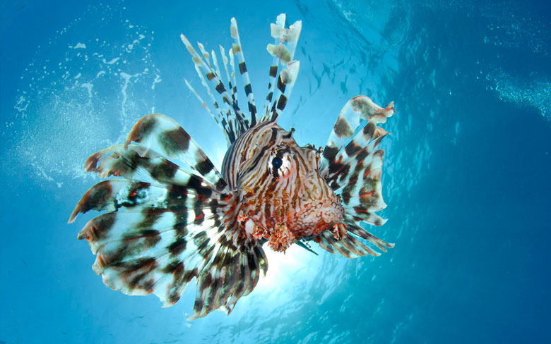 Lionfish