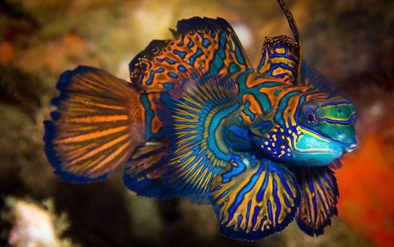 Mandarinfish