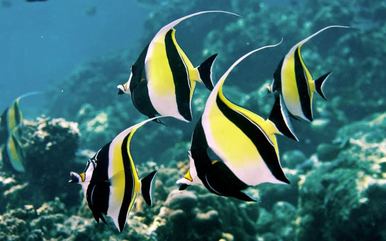 Moorish Idol