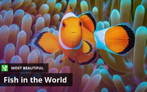 15 Most Beautiful Fish in the World (You Can Keep In Your Aquarium)