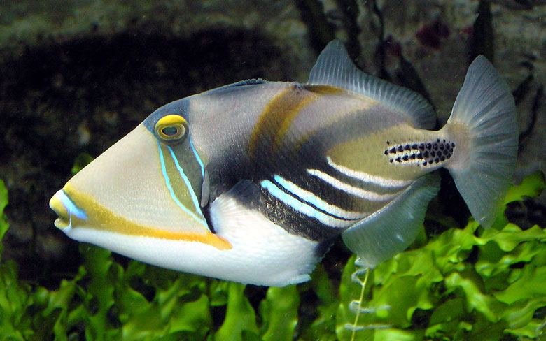 Picasso Triggerfish