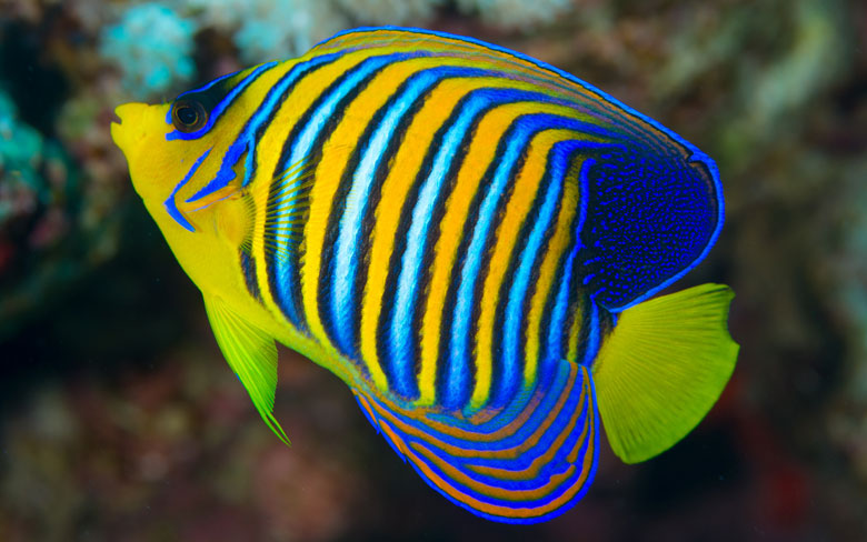 Regal Angelfish