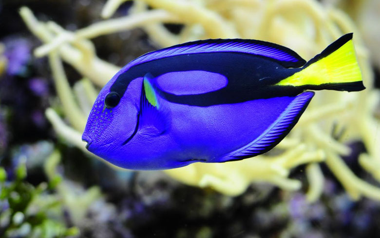 Regal Tang