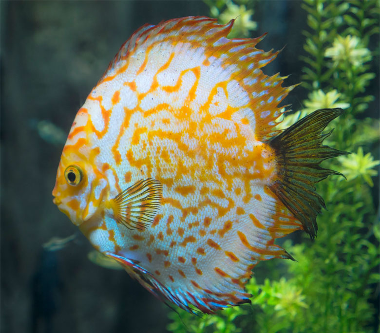 Symphysodon Discus