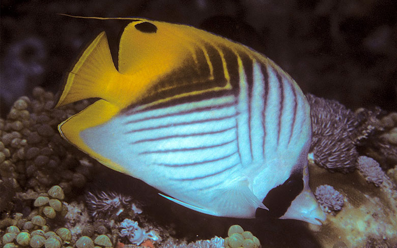 Threadfin butterflyfish