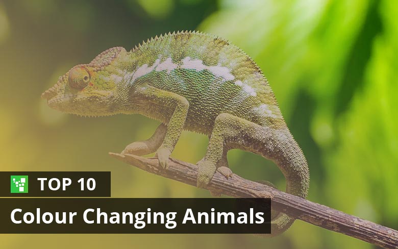 Top 10 Colour Changing Animals Around the World (Updated: 2023 ...