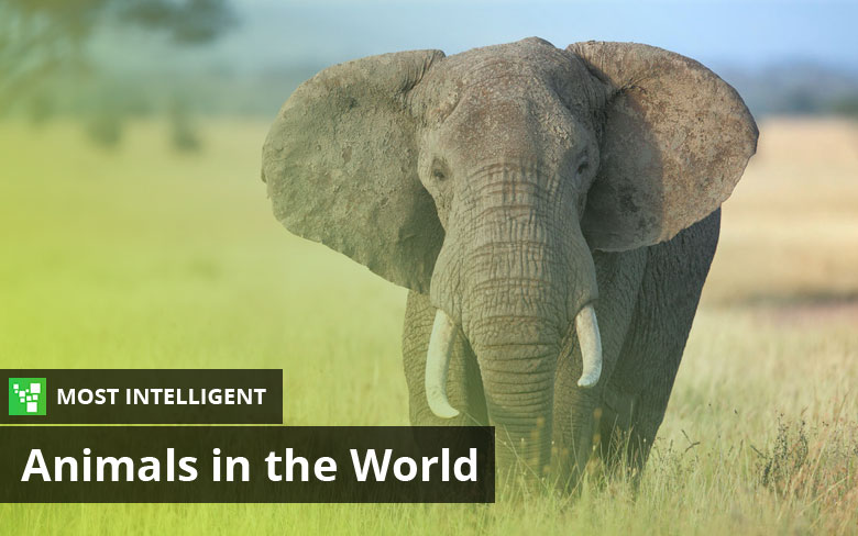 Top 10 Most Intelligent Animals In The World (Updated: 2023)