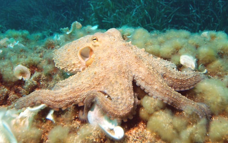 Octopus