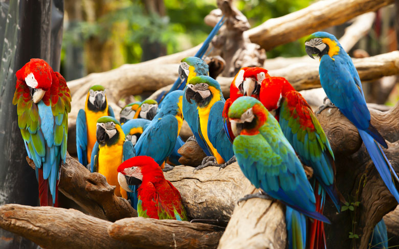 Parrots