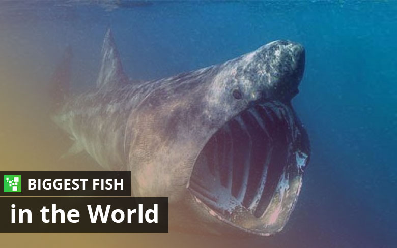 Biggest Fish In The World – Top 10 List (Updated: 2023)