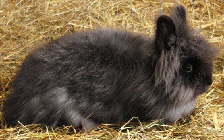 Angora Rabbit