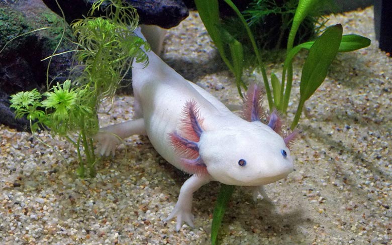 Axolotl