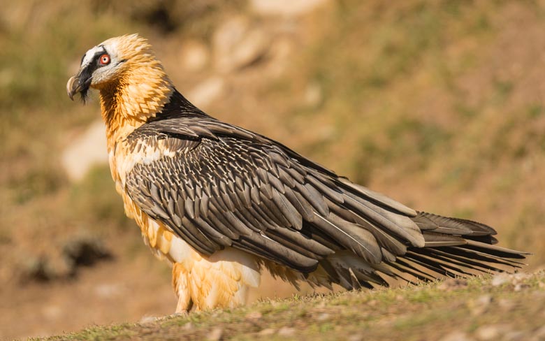 Bearded Vulture