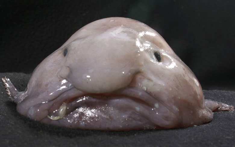 Blob Fish