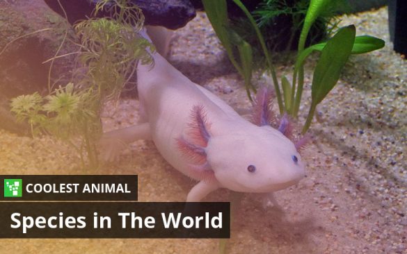 Coolest Animal Species In The World – Top 15 List (Updated: 2023)