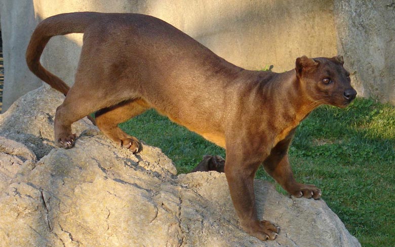 Fossa