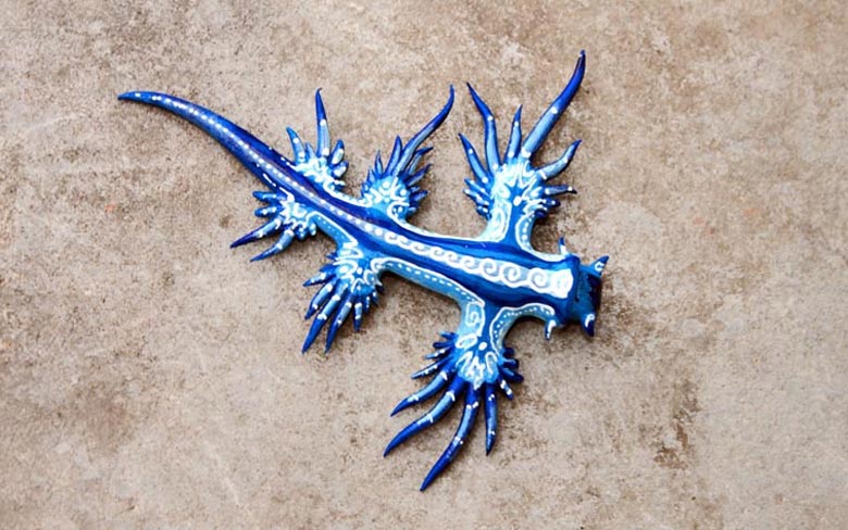 Glaucus Atlanticus or "the Blue Dragon"