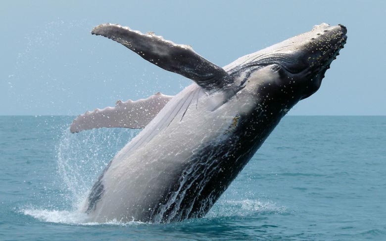 Humpback Whale