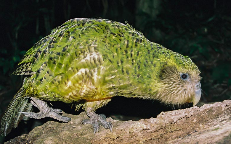 Kakapo