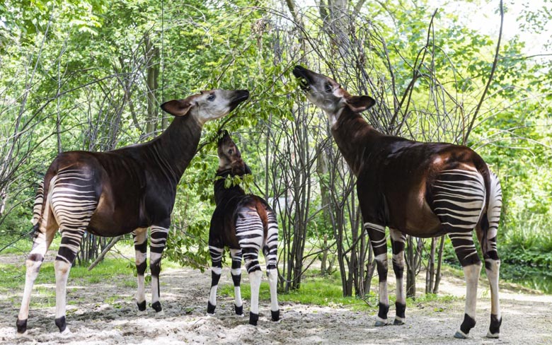 Okapi