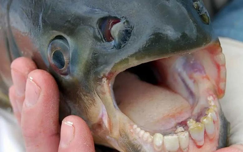 Pacu Fish