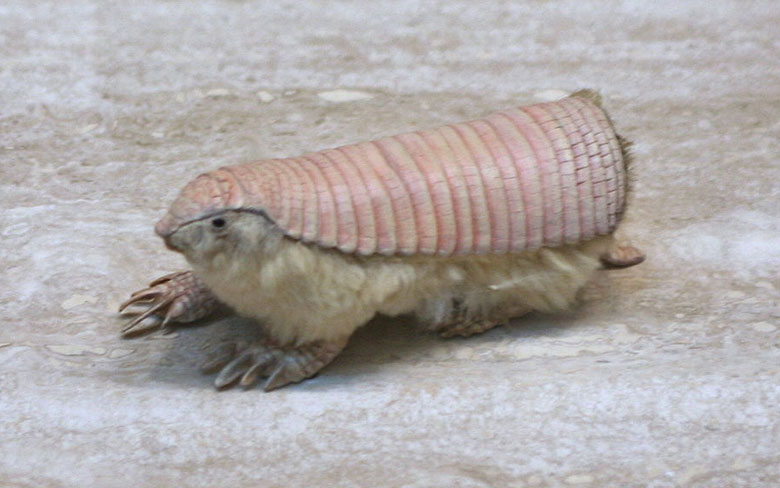 Pink Fairy Armadillo