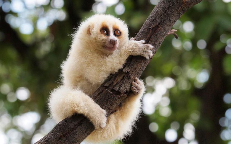 Slow Loris