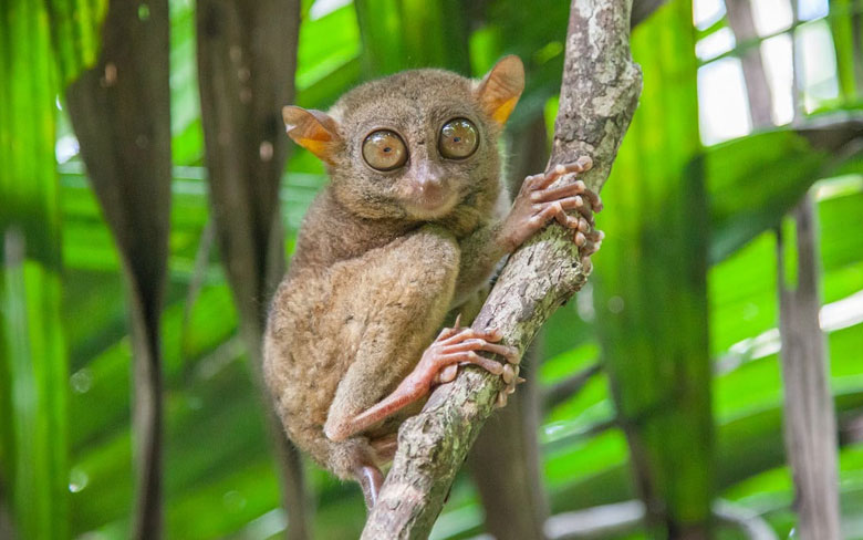 Tarsiers