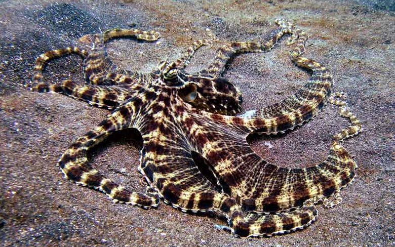 The Mimic Octopus