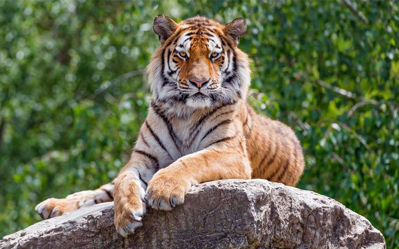 Coolest Animal Species In The World – Top 15 List (Updated: 2023 ...