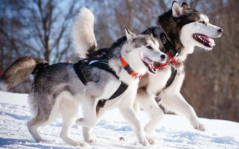 Alaskan Malamute