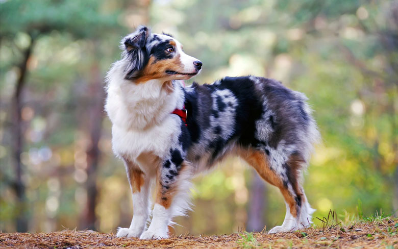 Australian Shepherds