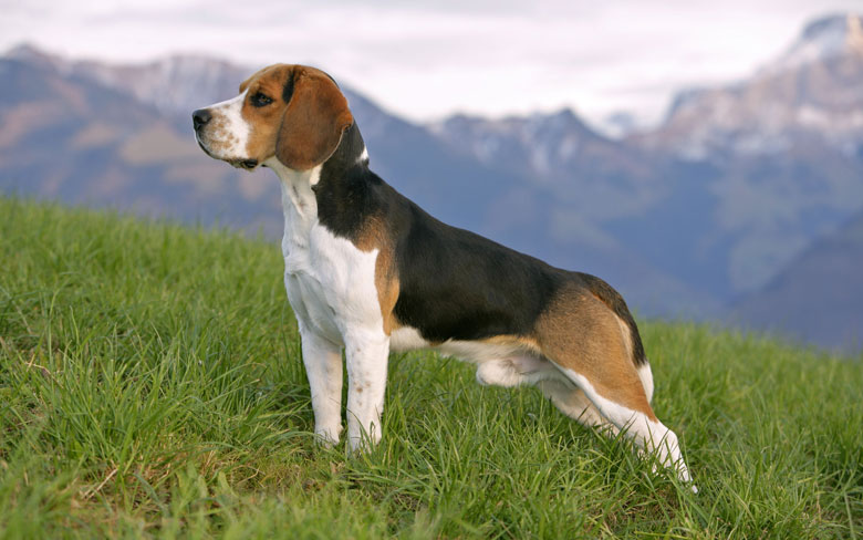 Beagle