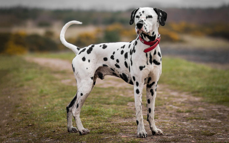 Dalmatian