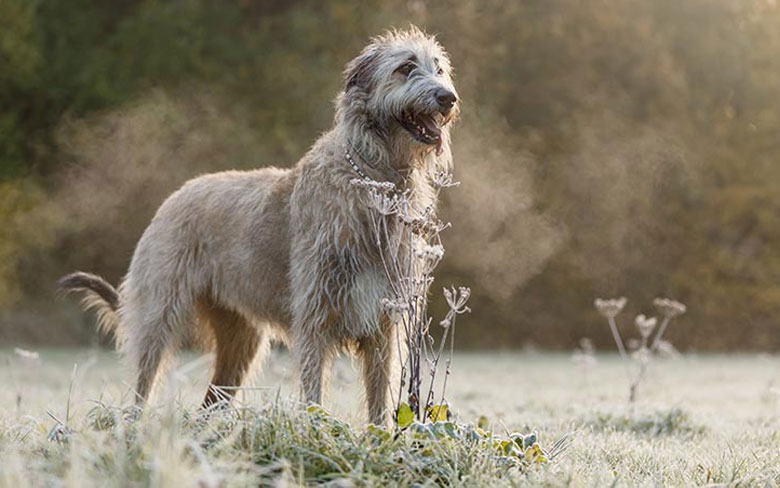 Irish Wolfhound