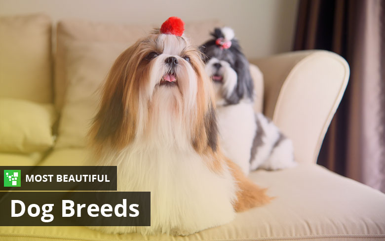 Most Beautiful Dog Breeds – Top 15 List (Updated: 2023) Most Beautiful Dog Breeds – Top 15 List (Updated: 2023)