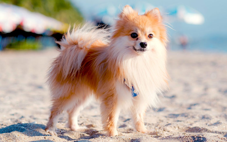 Pomeranian