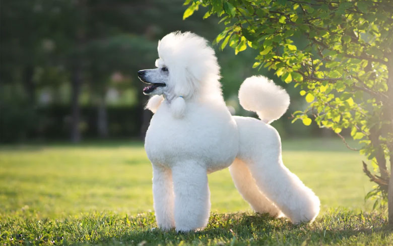 Poodle