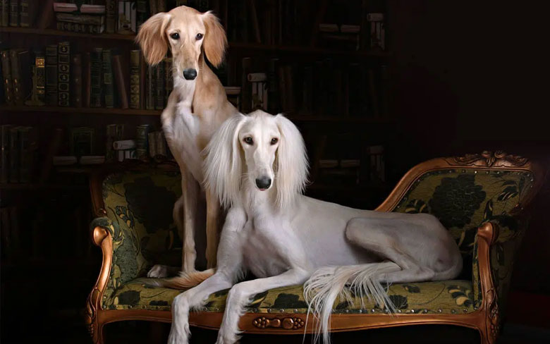 Saluki