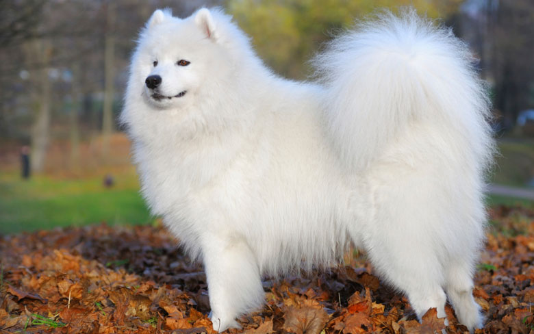 Samoyed