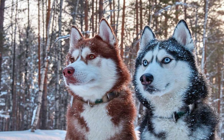 Siberian Husky